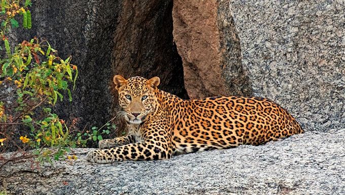 Jawai Tour Packages